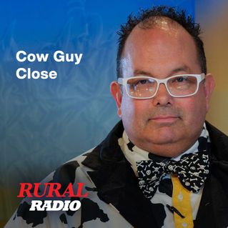 Cow Guy Close